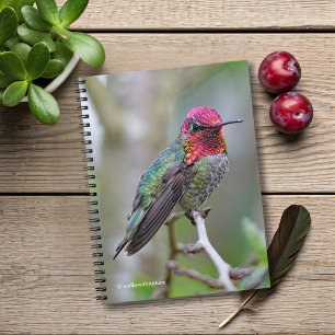 Bedöva Male Annas Hummingbird på plommonträd Anteckningsbok Med Spiral