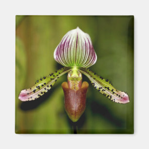 Bedöva orchiden magnet