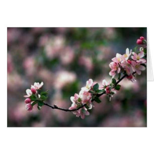 Bedöva rosa körsbärblommar hälsningskort