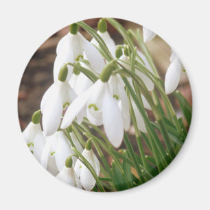 Bedöva Snowdrops Magnet