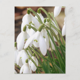 Bedöva våren Snowdrops Vykort