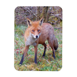 Bedporträtt av räv Natur Vilda djur Konst Magnet