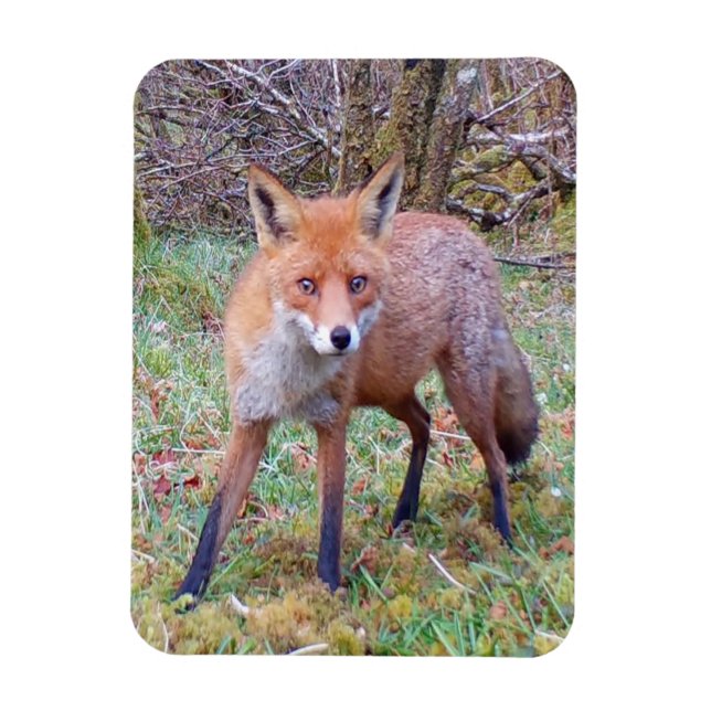 Bedporträtt av räv Natur Vilda djur Konst Magnet (Vertikal)