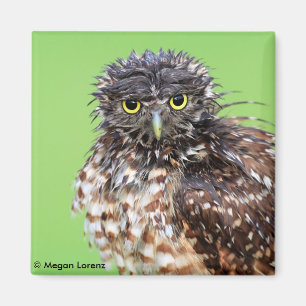 Bedraggled ugglamagnet magnet