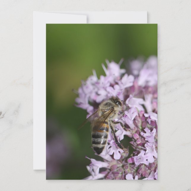 Bee (Framsida)