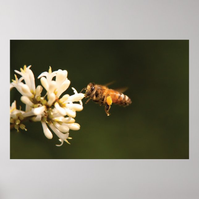 Bee - älskling jag är hemma poster (Framsidan)