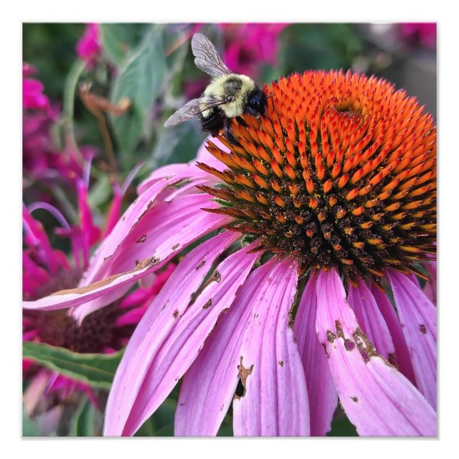 Bee and Coneflower Photo Enlargement Fototryck (Framsidan)