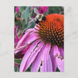 Bee and Coneflower Vykort