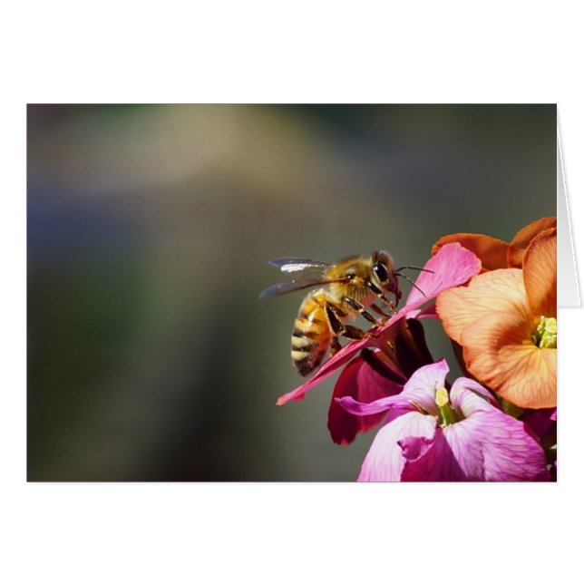 Bee-atiful Bee! Hälsningskort (Framsidan Horizontal)