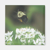 Bee Away