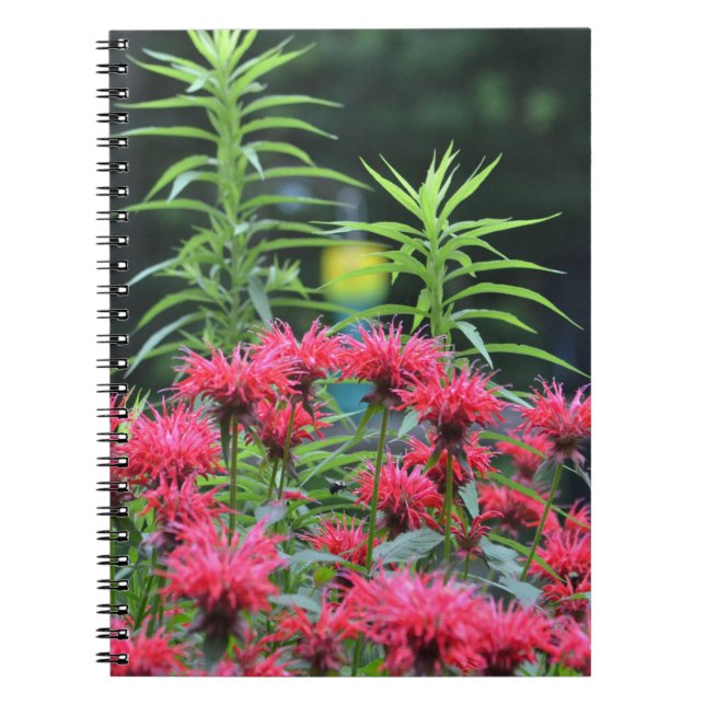Bee Balm bärbar dator Anteckningsbok Med Spiral (Framsidan)