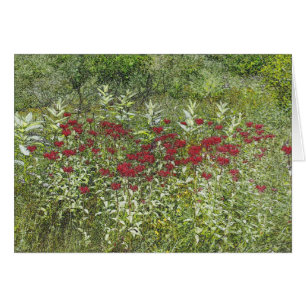 Bee Balm (Bergamont) i augusti Hälsningskort