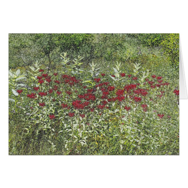 Bee Balm (Bergamont) i augusti Hälsningskort (Framsidan Horizontal)
