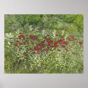 Bee Balm (Bergamont) i augusti Poster