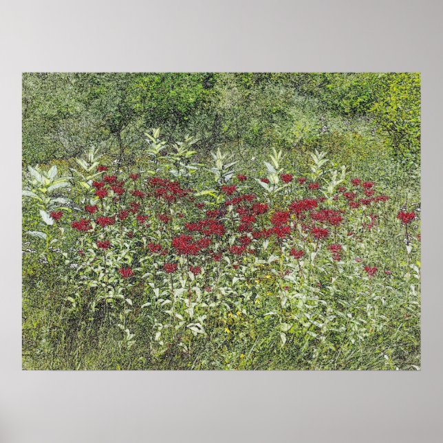 Bee Balm (Bergamont) i augusti Poster (Framsidan)