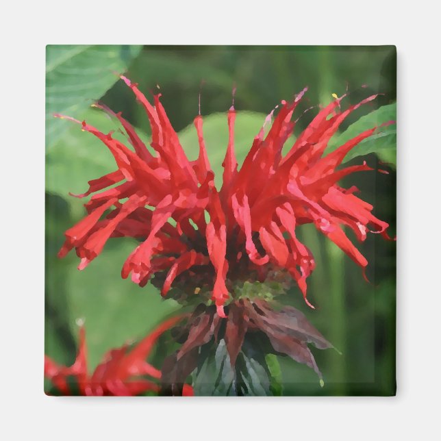 Bee Balm Magnet (Framsidan)