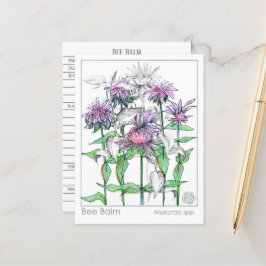 Bee Balm Materia Medica Herbal Studcards Vykort
