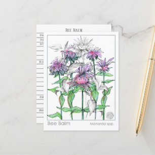 Bee Balm Materia Medica Herbal Studcards Vykort