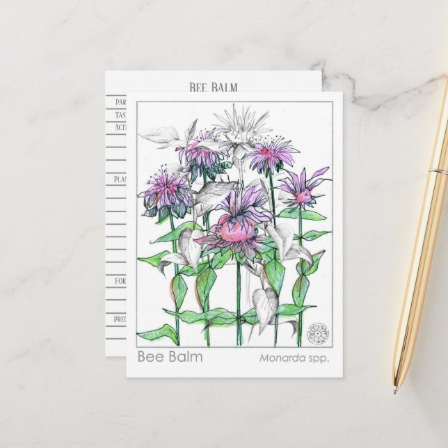 Bee Balm Materia Medica Herbal Studcards Vykort (Fram/Back In Situ)
