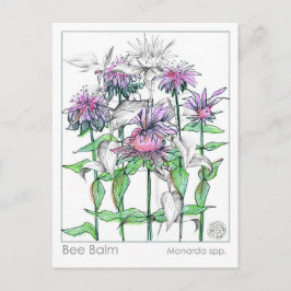 Bee Balm Materia Medica Herbal Studcards Vykort
