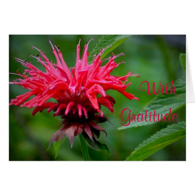 Bee Balm tackkort Hälsningskort (Framsidan Horizontal)