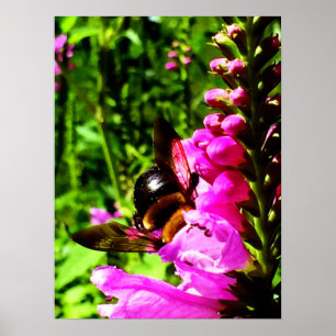 Bee Butt Poster