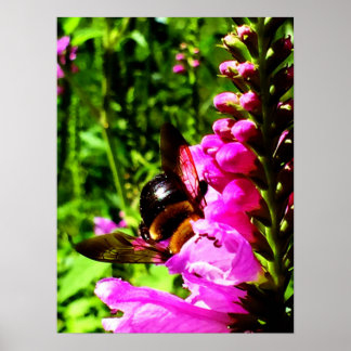 Bee Butt Poster