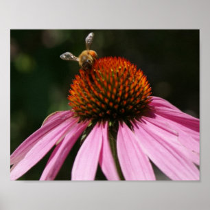 Bee Buzz 10x8 Poster
