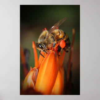 Bee Collating Pollen Poster