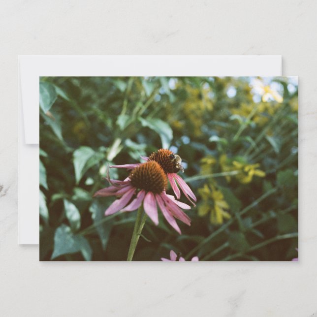 Bee & Coneflower Photo Reprint Inbjudningar (Framsida)