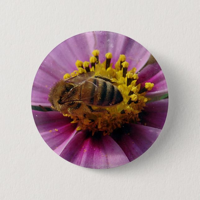 Bee Cosmo, Honungsbi och Cosmo Flower Knapp (Framsida)