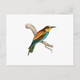 Bee Eater Vykort