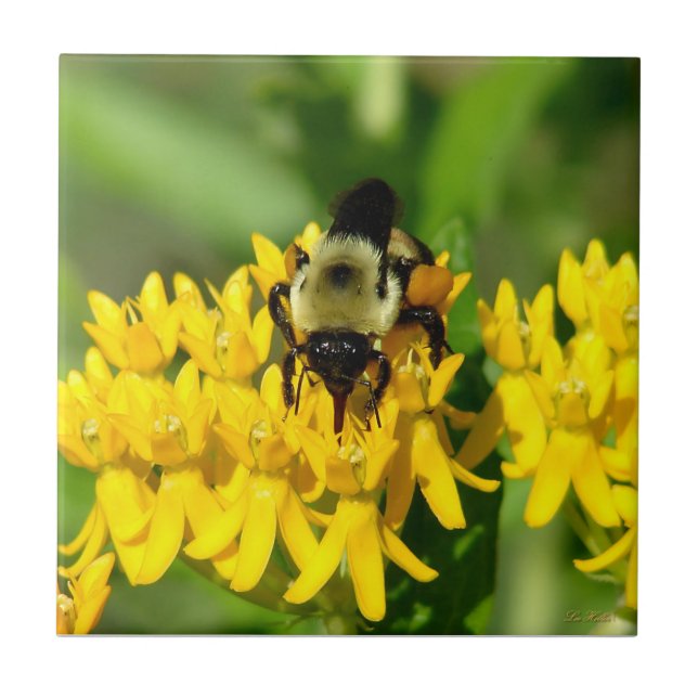 Bee Feasting on Butterfly Weed Wildflowers Kakelplatta (Framsidan)