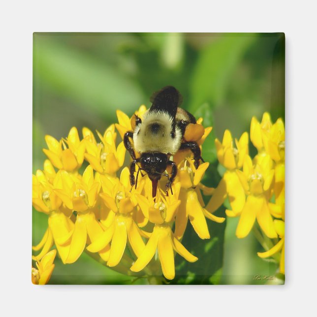 Bee Feasting on Butterfly Weed Wildflowers Magnet (Framsidan)