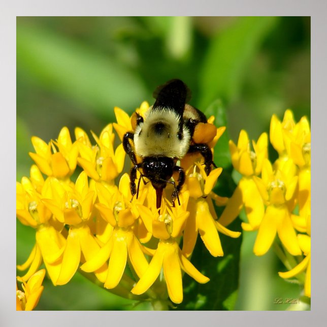 Bee Feasting on Butterfly Weed Wildflowers Poster (Framsidan)
