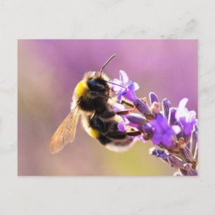 Bee Flower Beval Nature Scenery Vykort