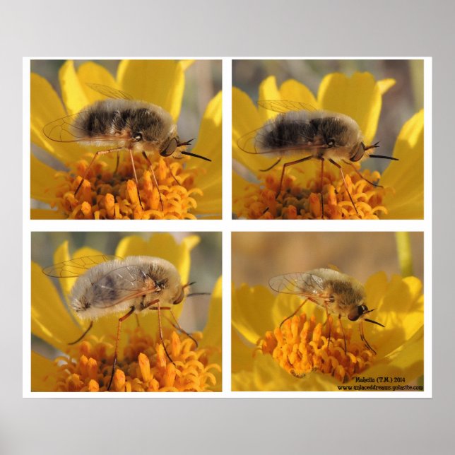 Bee Fly - Familjebombyliidae Poster (Framsidan)