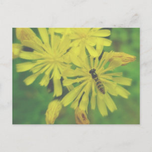 Bee Fly på Hawkweed-vykort Vykort