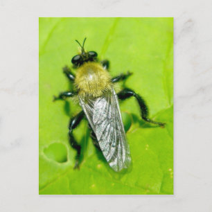 Bee Fly Postcard Vykort