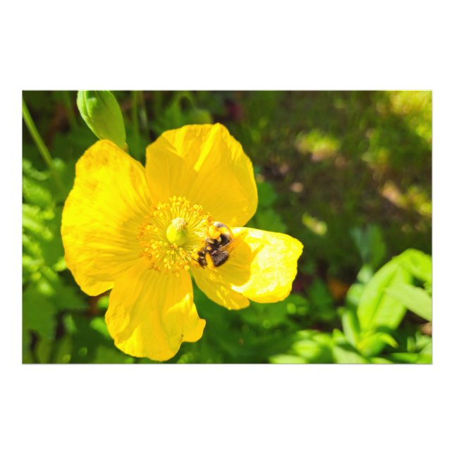 Bee Fototryck (Framsidan)