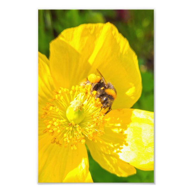 Bee Fototryck (Framsidan)
