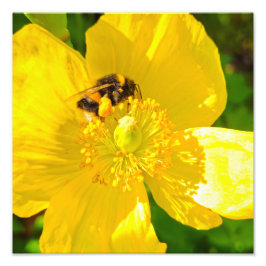 Bee Fototryck