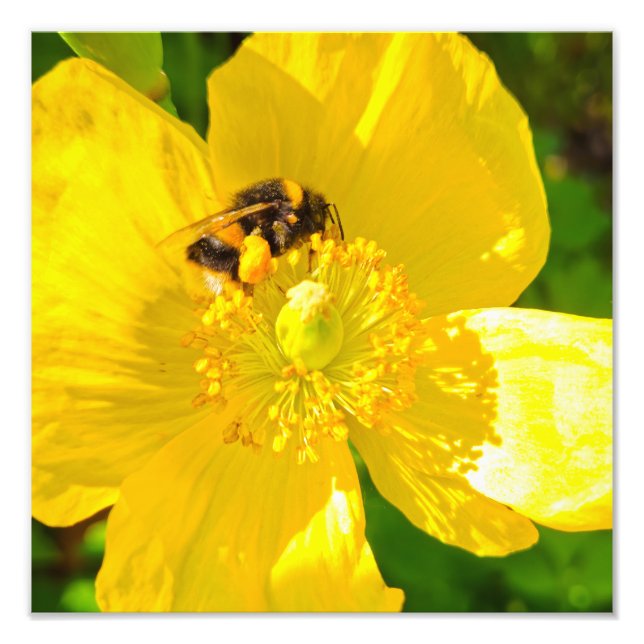 Bee Fototryck (Framsidan)