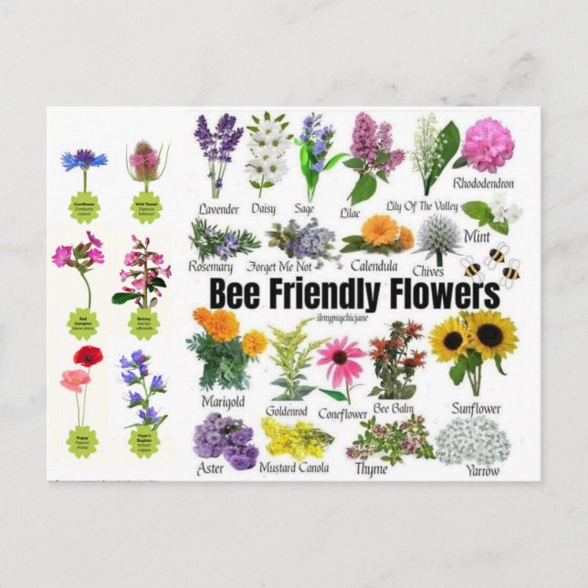 Bee-Friendly Flowers-vykort Vykort (Framsida)