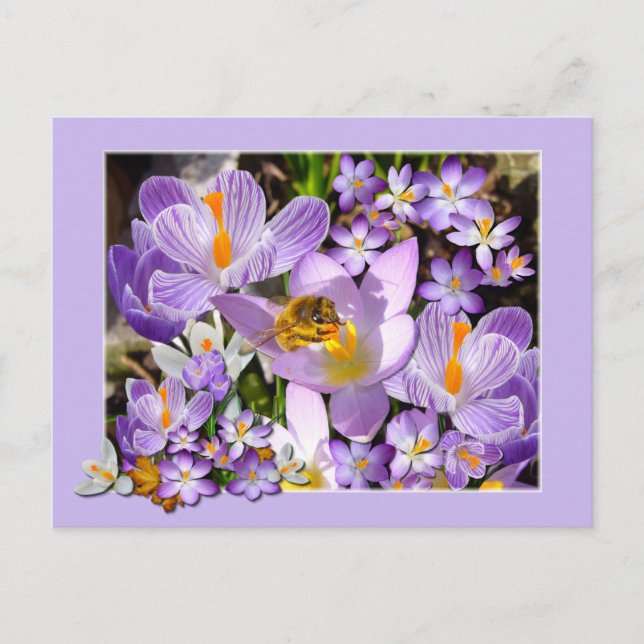 Bee Gathering Nectar från Crocus blommor Postcard Vykort (Framsida)