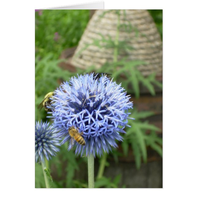 Bee-have OBS Kort (Framsidan)