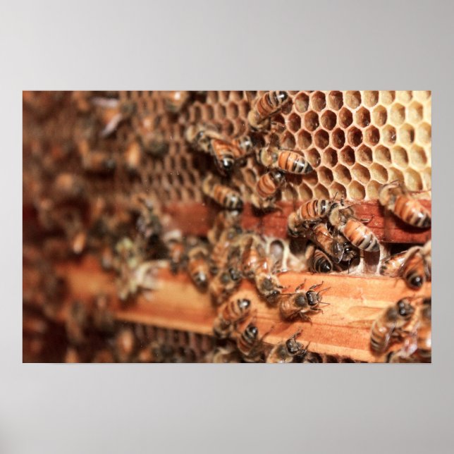 Bee Hive Poster (Framsidan)