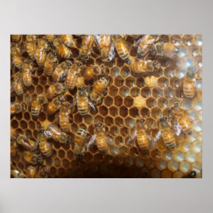 Bee Hive Poster