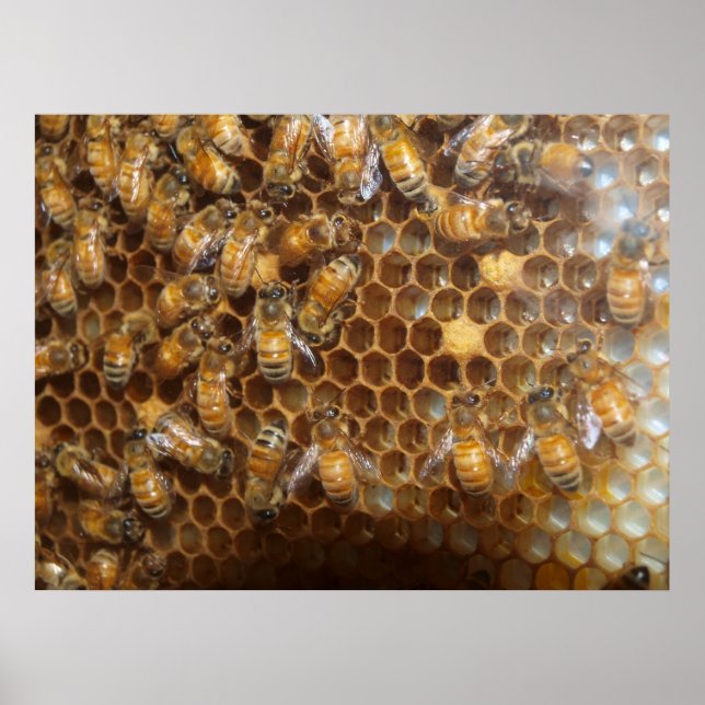 Bee Hive Poster (Framsidan)