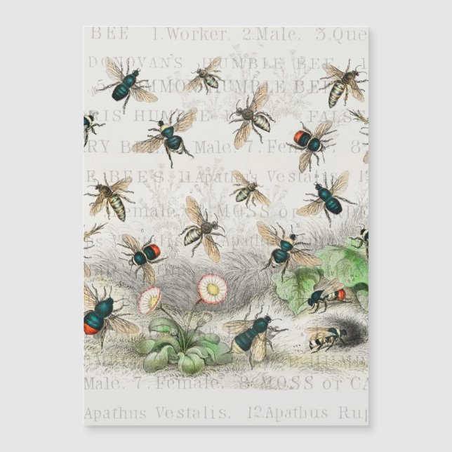 Bee Honung Worker Queen Bees Antique (Framsida)